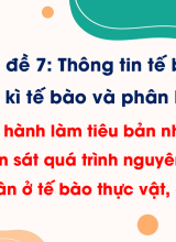 Bài 15. Thực hành làm tiêu bản nhiễm sắc thể để quan sát quá trình nguyên phân, giảm phân ở tế bào thực vật, động vật